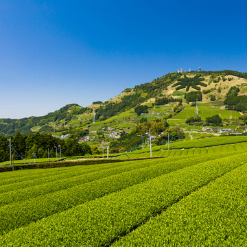 Sencha Fukamushi 1 LB